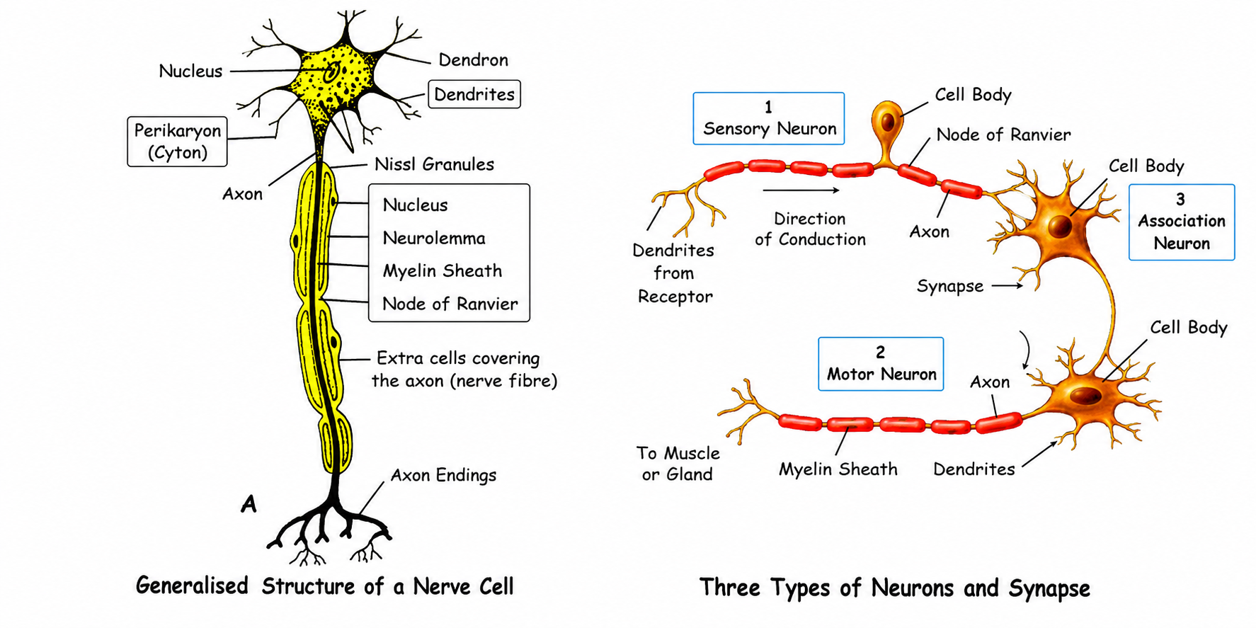 Fig 9.1: Structure of a generalized multipolar neuron